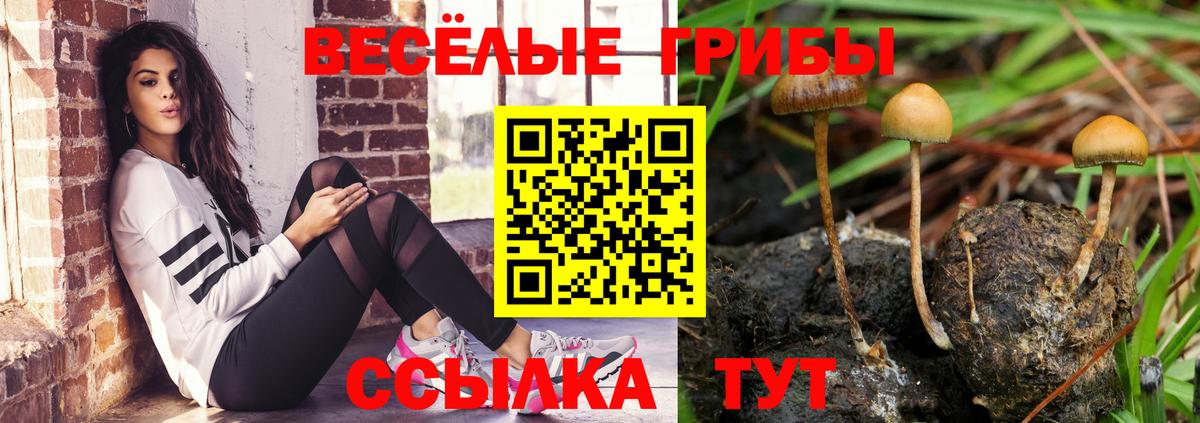 Галлюциногенные грибы Psilocybine cubensis Канаш